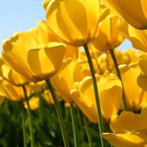 Meet your Posher, Rod